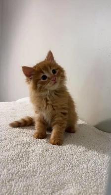 Beautiful males kittens long hair ready to go - Photo 3