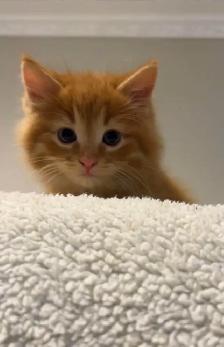 Beautiful males kittens long hair ready to go - Photo 4