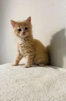 Beautiful males kittens long hair ready to go - Photo 5