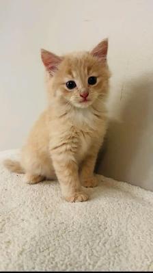 Beautiful males kittens long hair ready to go - Photo 7