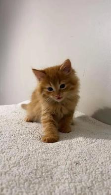 Beautiful males kittens long hair ready to go - Photo 8