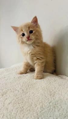 Beautiful males kittens long hair ready to go - Photo 9