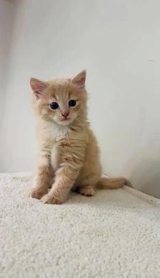 Beautiful males kittens long hair ready to go - Photo 10