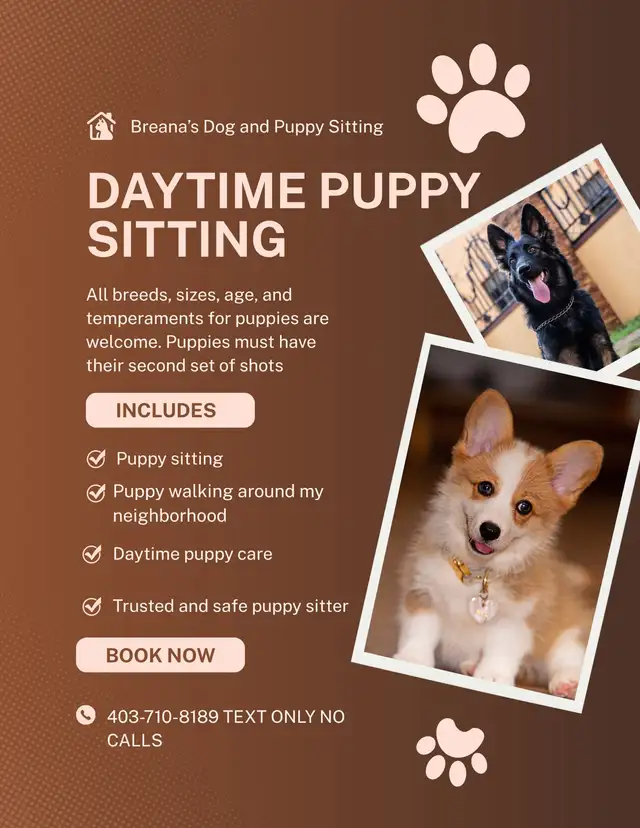 Daytime puppy sitting