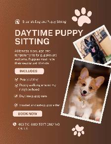 Daytime puppy sitting