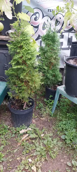 Cedar Trees