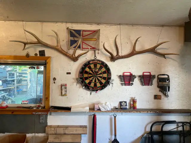Six point elk antler sheds Nice example with dark brown