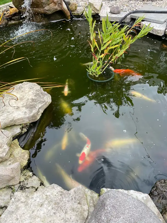 Koi for sale