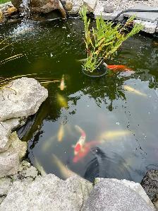 Koi for sale