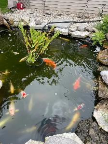 Koi for sale - Photo 2