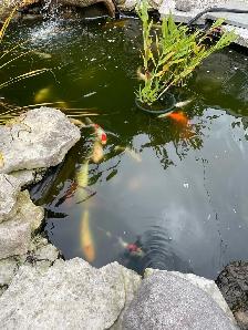 Koi for sale - Photo 3