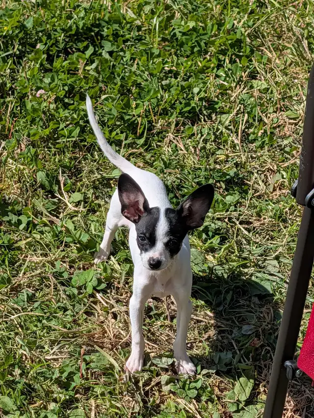 Chihuahua Puppy