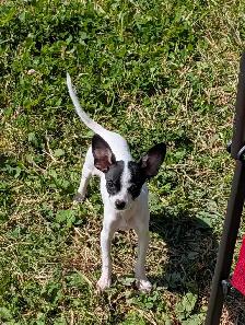 Chihuahua Puppy