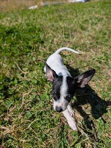 Chihuahua Puppy - Photo 2