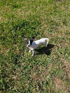 Chihuahua Puppy - Photo 3