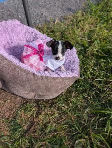 Chihuahua Puppy - Photo 4