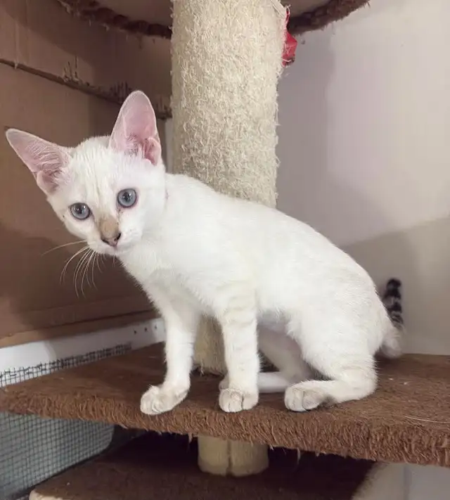 Chaton Savannah femelle Snow. Stérilisée.