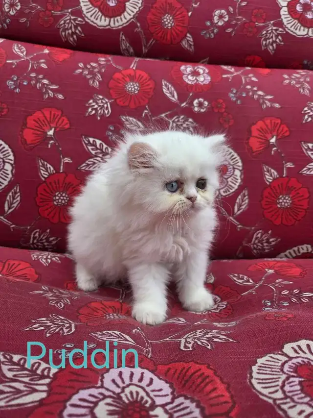 Doll Face Persian