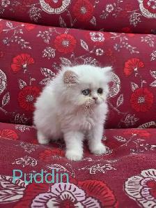 Doll Face Persian