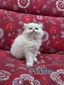 Doll Face Persian - Photo 2