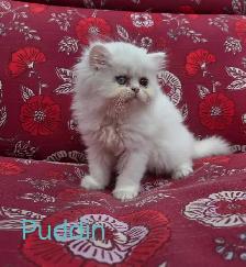 Doll Face Persian - Photo 3