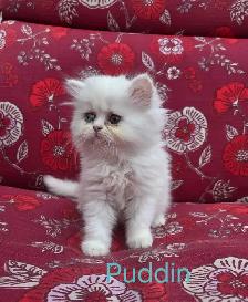 Doll Face Persian - Photo 4