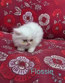 Doll Face Persian - Photo 5