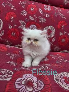 Doll Face Persian - Photo 6