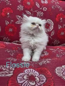 Doll Face Persian - Photo 7