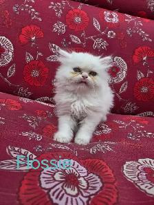 Doll Face Persian - Photo 8
