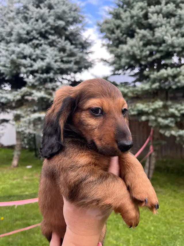 Dachshund puppy