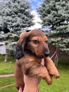 Dachshund puppy