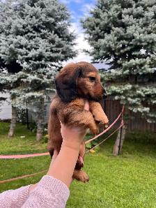 Dachshund puppy - Photo 2