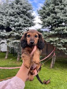 Dachshund puppy - Photo 3