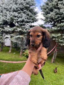 Dachshund puppy - Photo 4