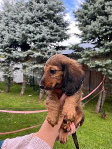 Dachshund puppy - Photo 5