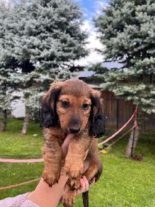 Dachshund puppy - Photo 6