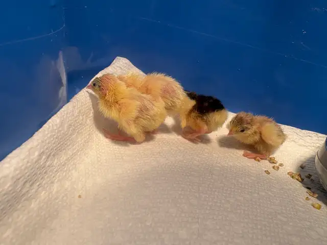 button quail chicks