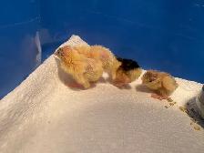 button quail chicks