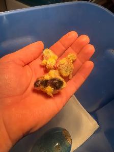 button quail chicks - Photo 2