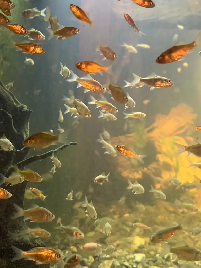 poisson rouge feeder ou bassin