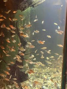 poisson rouge feeder ou bassin - Photo 2