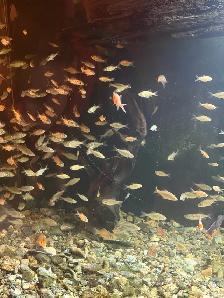 poisson rouge feeder ou bassin - Photo 3