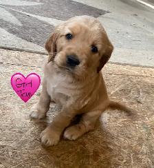 Mini Retrievers: GR/Cocker spaniels - Photo 2