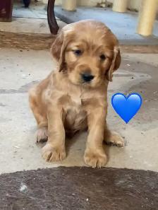 Mini Retrievers: GR/Cocker spaniels - Photo 3