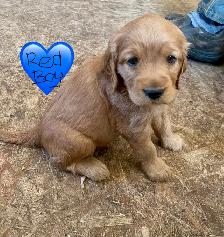 Mini Retrievers: GR/Cocker spaniels - Photo 4
