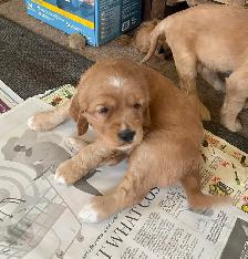 Mini Retrievers: GR/Cocker spaniels - Photo 5