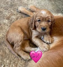 Mini Retrievers: GR/Cocker spaniels - Photo 6