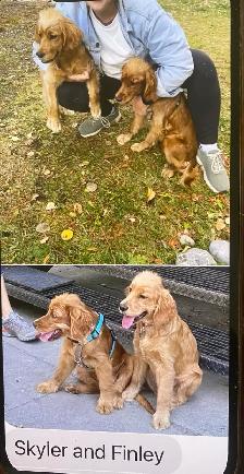 Mini Retrievers: GR/Cocker spaniels - Photo 7