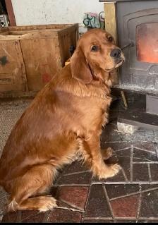 Mini Retrievers: GR/Cocker spaniels - Photo 8